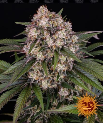 OG Kush - Barney's Farm