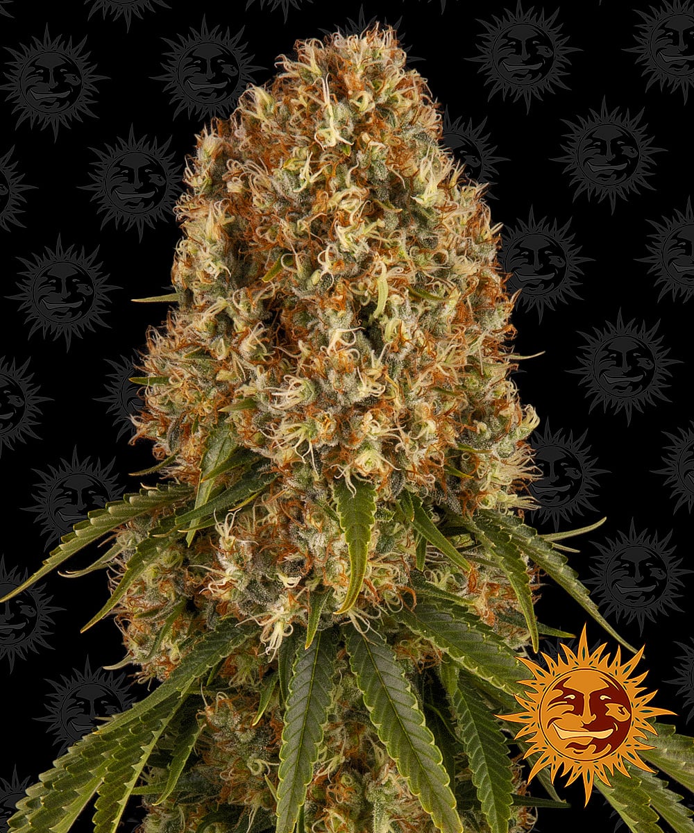 Orange Sherbert - Barney's Farm