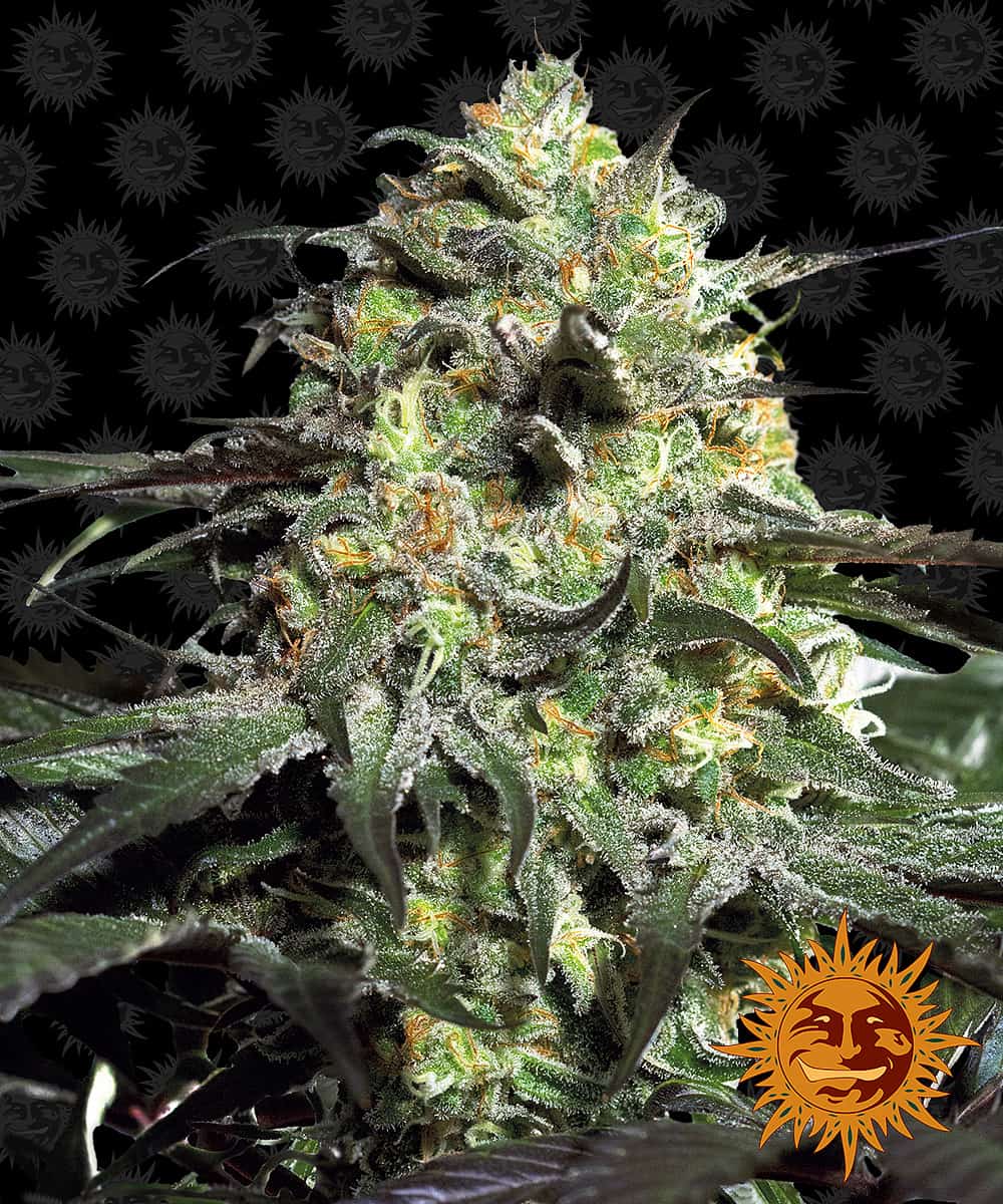 Peyote Cookies - Barney's Farm