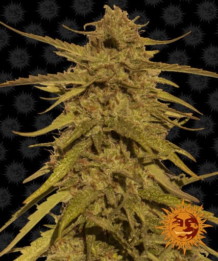 Pineapple Haze Regular - Barney's Farm