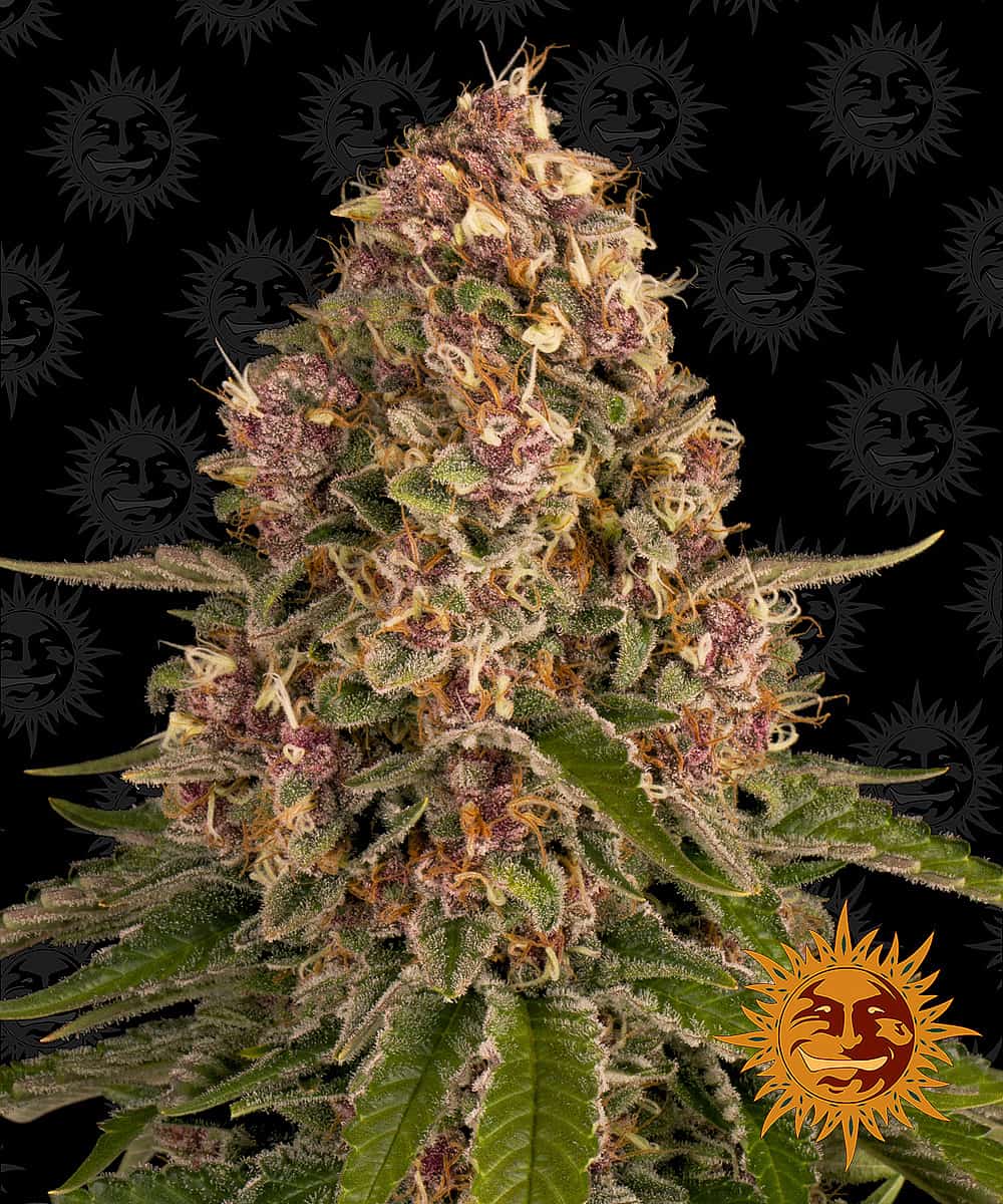Pink Kush - Barney's Farm