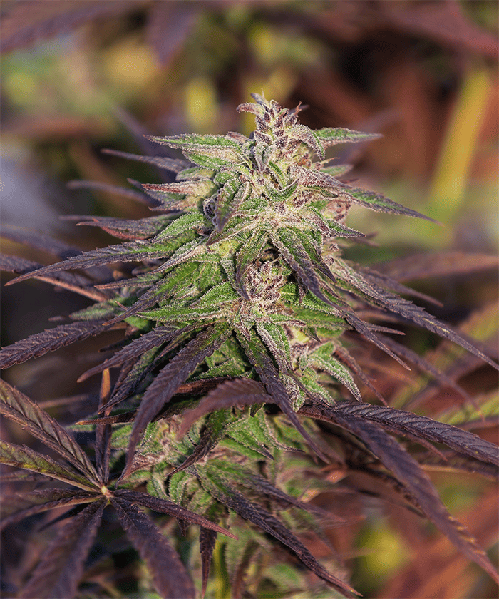 Purple Haze Auto - Bud Champion Seeds