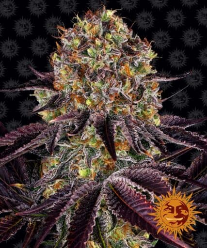 Runtz X Layer Cake - Barney's Farm