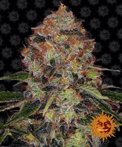 Shiskaberry - Barney's Farm