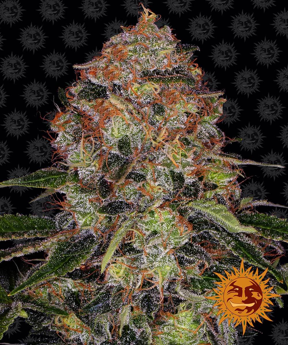Shiskaberry - Barney's Farm
