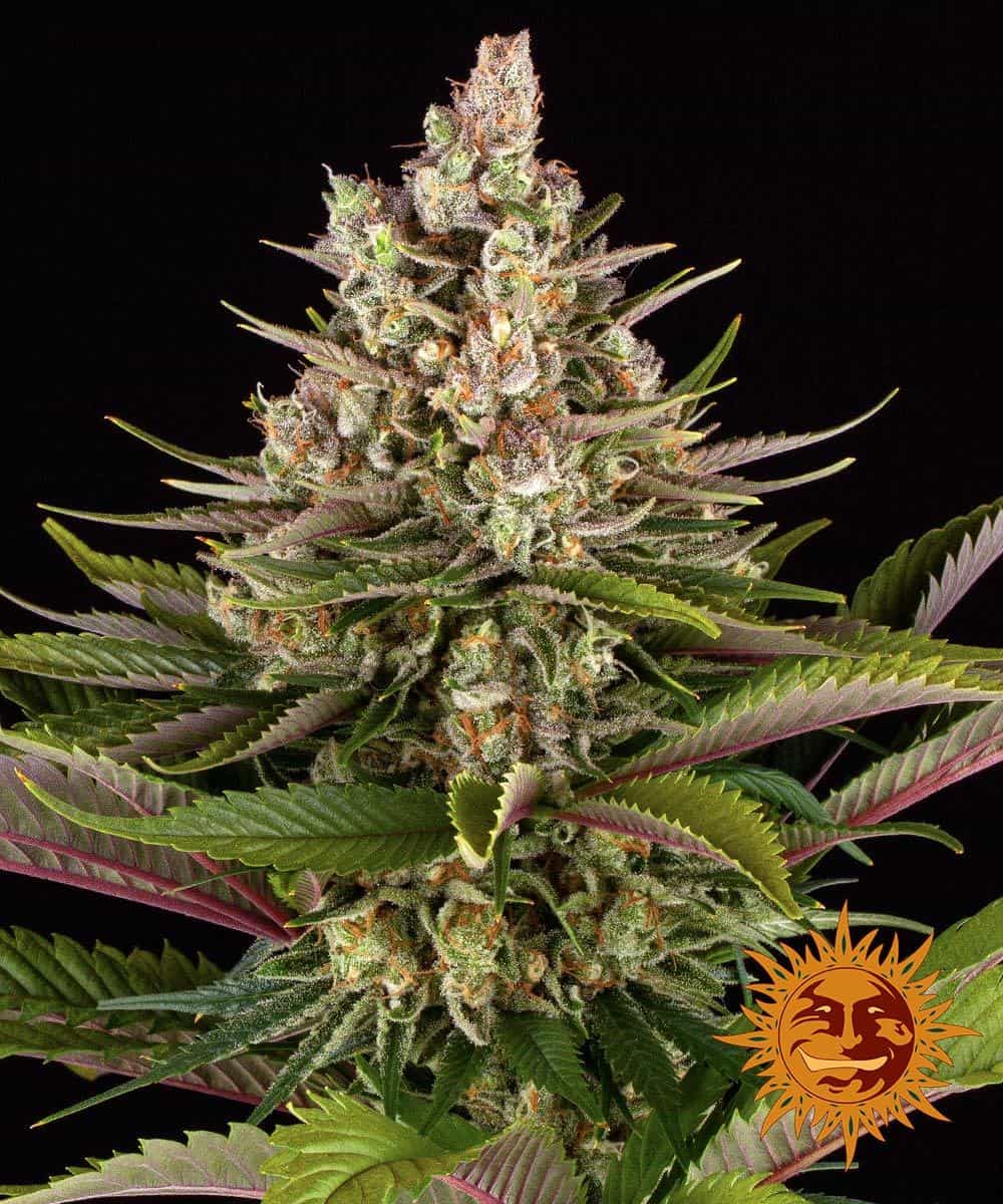 Sour Strawberry - Barney's Farm