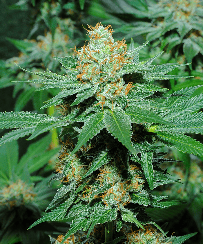 Tangerine Dream Auto - Bud Champion Seeds