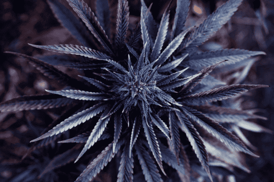 Top 5 Classic Sativa Strains