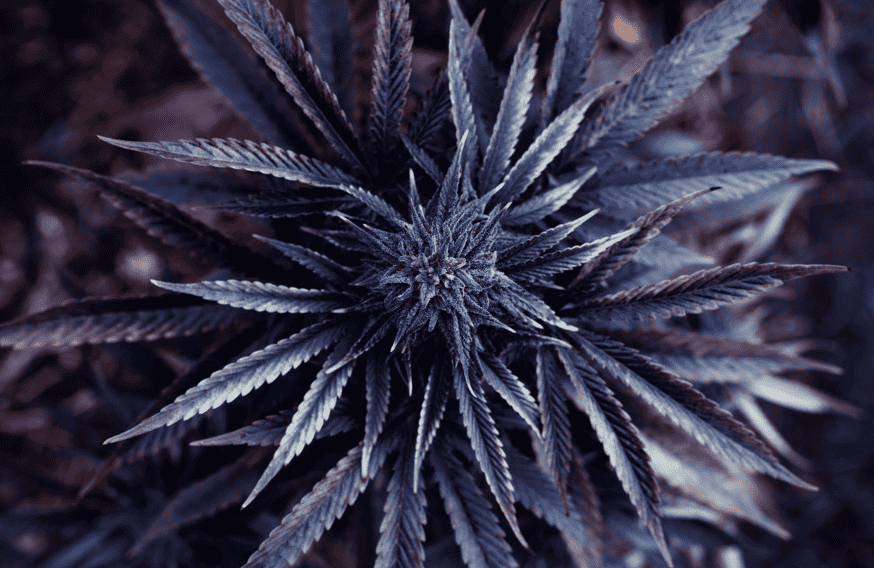 Top 5 Classic Sativa Strains
