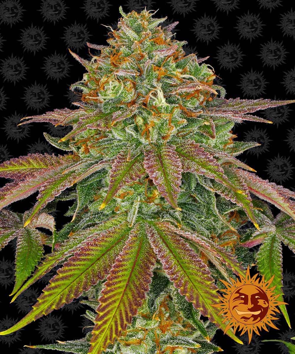 Wedding Cake - Barney's Farm