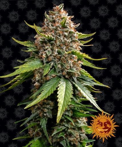 White Widow XXL Auto - Barney's Farm
