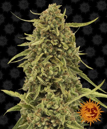 Widow Remedy - Regular - Barney's Farm