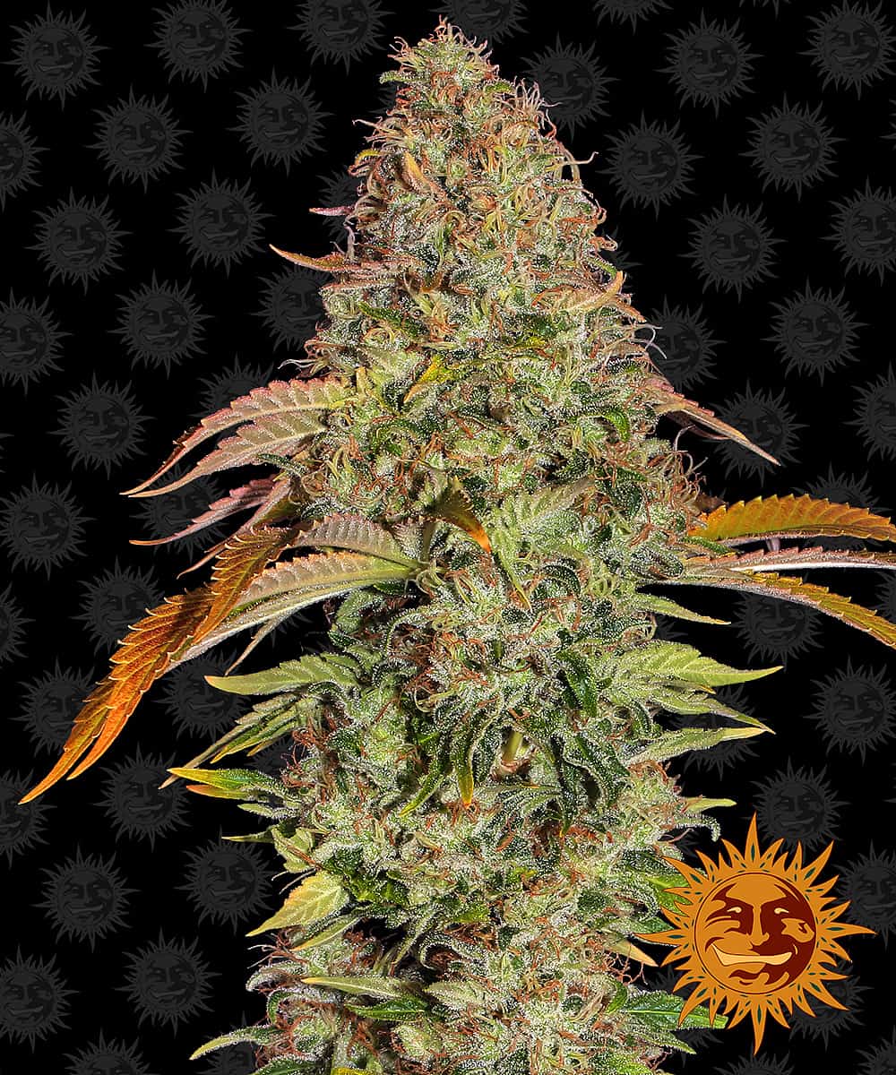 Zkittlez OG Auto - Barney's Farm
