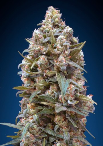 00 Kush - 00 Seeds