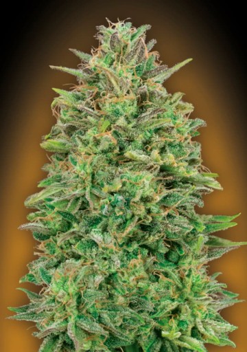 00 Skunk - 00 Seeds