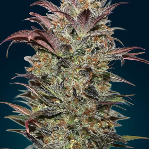 00 Seeds - Chocolate Cream Auto