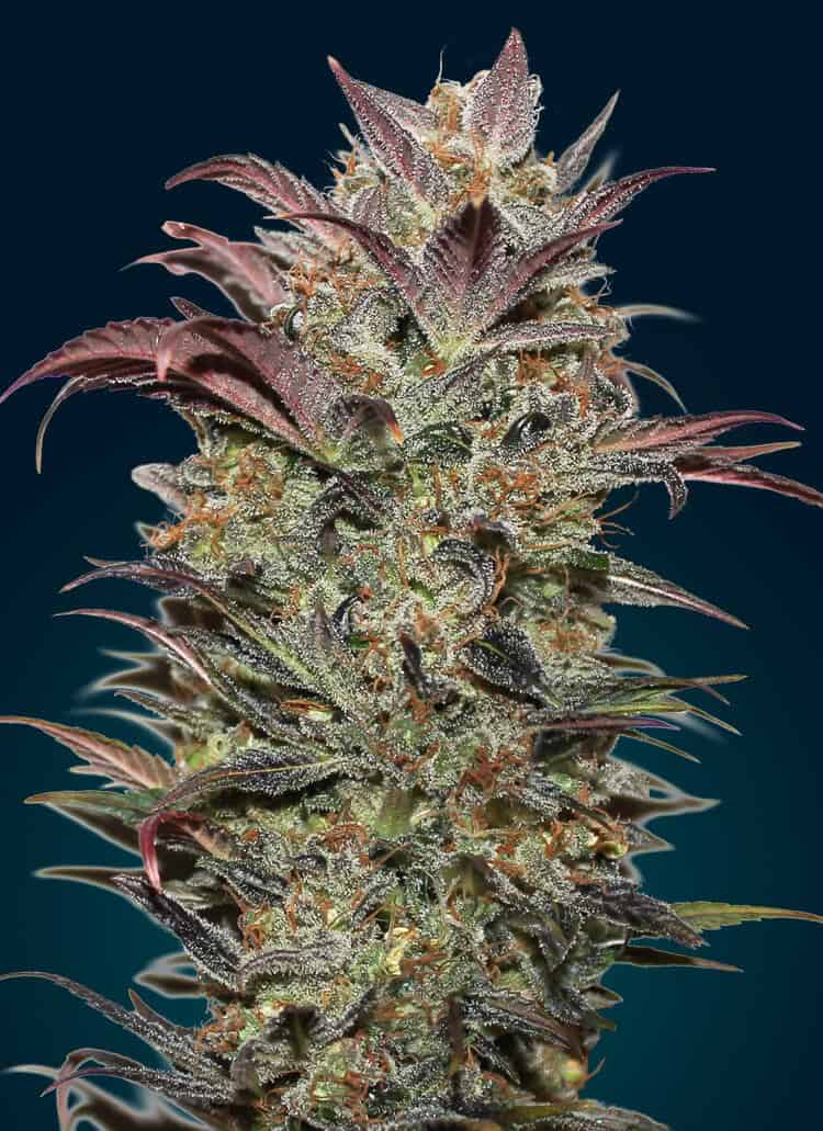 00 Seeds - Chocolate Cream Auto