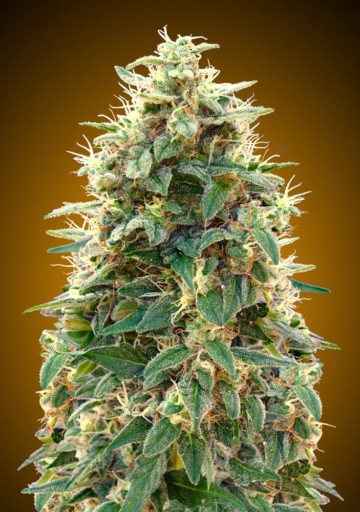 Auto 00 Cheese - 00 Seeds