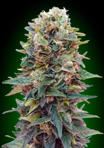 Auto Afghan Mass - 00 Seeds