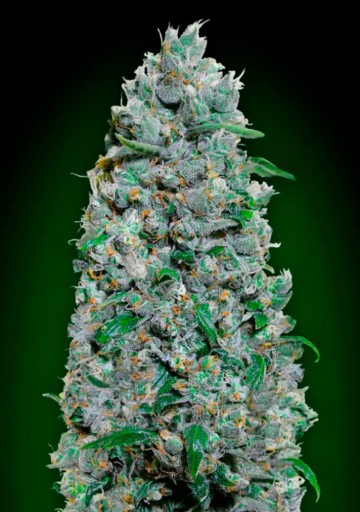 Auto Afghan Mass XXL - 00 Seeds