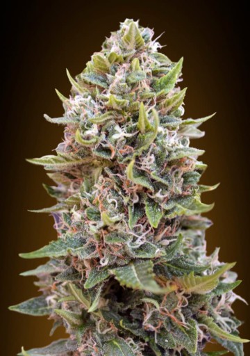 Auto Cheese Berry - 00 Seeds