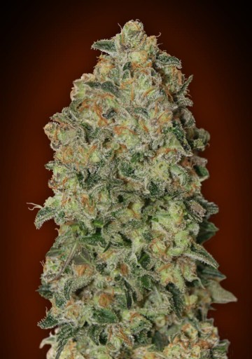 Auto Chocolate Skunk - 00 Seeds