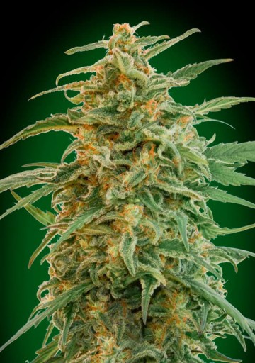 Auto Gorilla - 00 Seeds