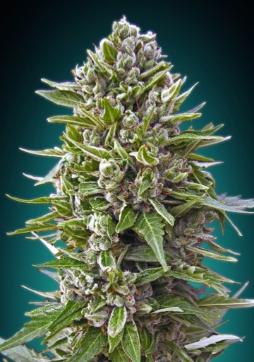 Auto Northern Lights - 00 Seeds