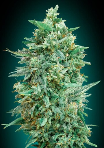 Auto Northern Lights XXL - 00 Seeds
