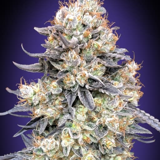 Auto Purple Punch - 00 Seeds