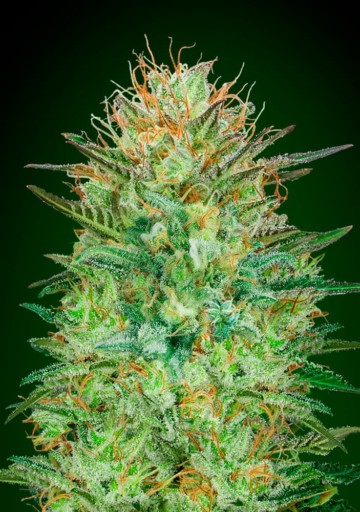 Auto Sweet Critical - 00 Seeds