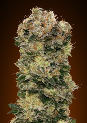Auto Sweet Somango - 00 Seeds