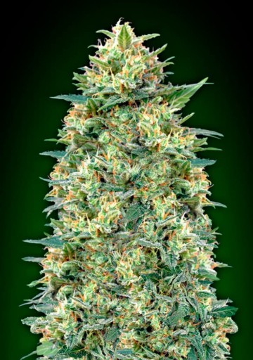 Auto White Widow - 00 Seeds