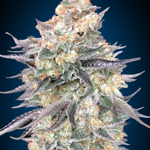 Blue Dream - 00 Seeds