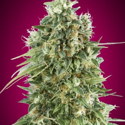 Bubble Gum CBD - 00 Seeds