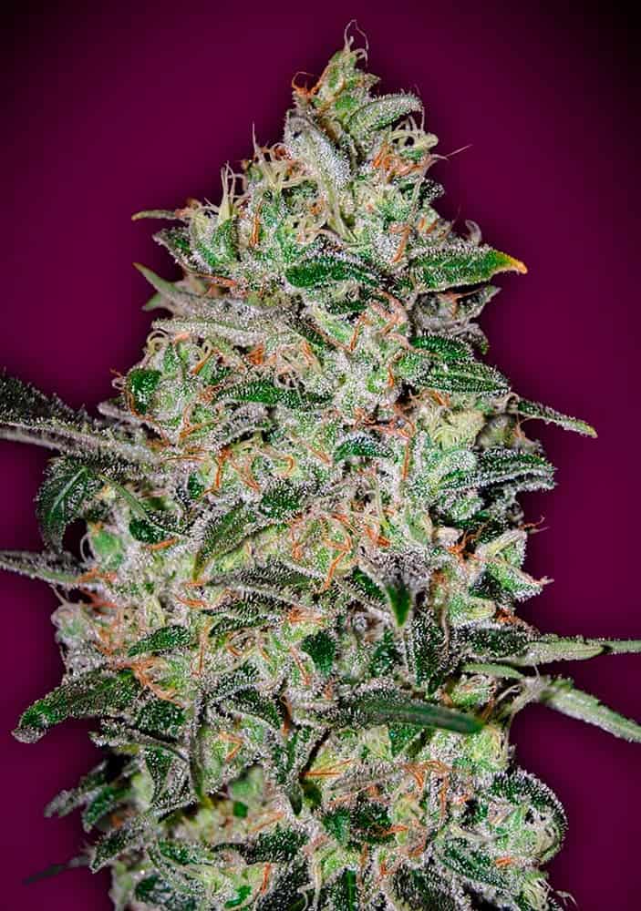 Bubble Gum Fast - 00 Seeds