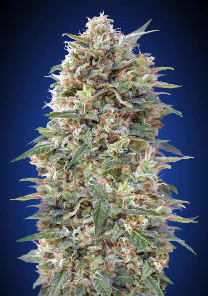 California Kush - 00 Seeds
