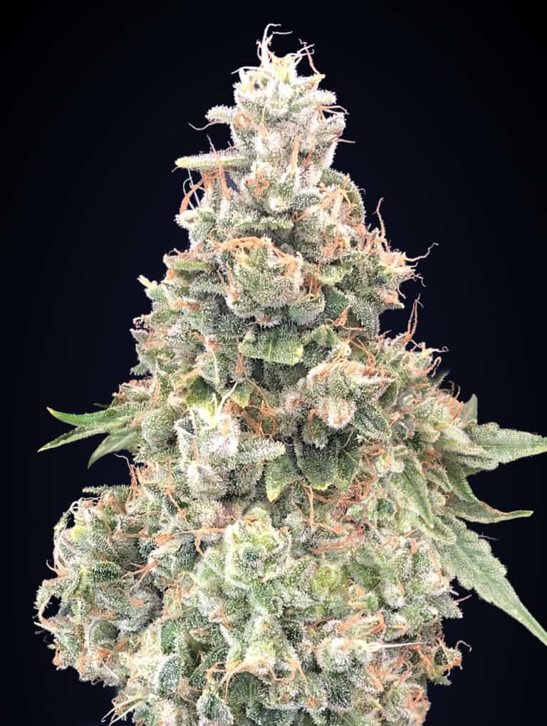 California Kush Fast - 00 Seeds