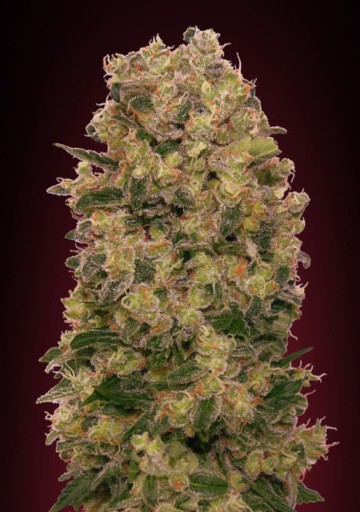 Caramel Kush - 00 Seeds