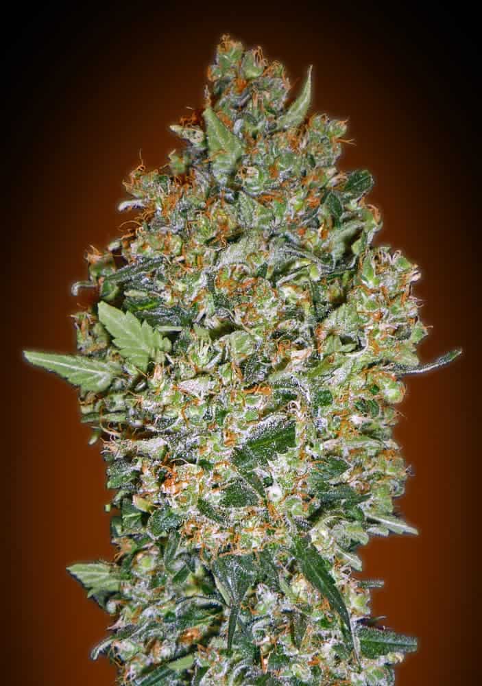 Cheese Berry - 00 Seeds
