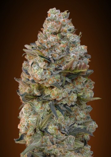 Chocolate Skunk - 00 Seeds
