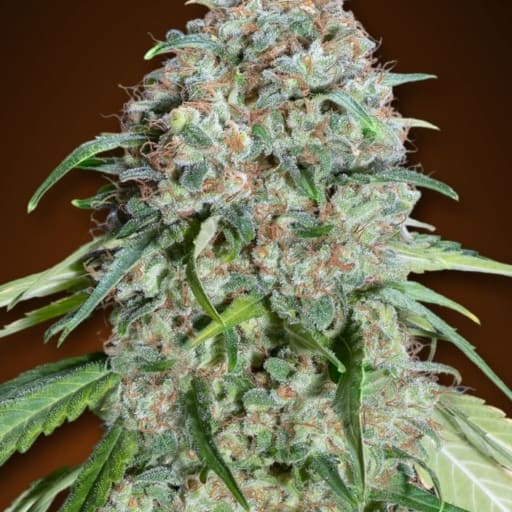 Chocolate Skunk CBD - 00 Seeds