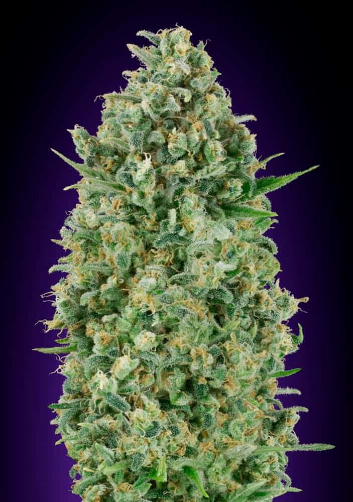 Critical Poison - 00 Seeds