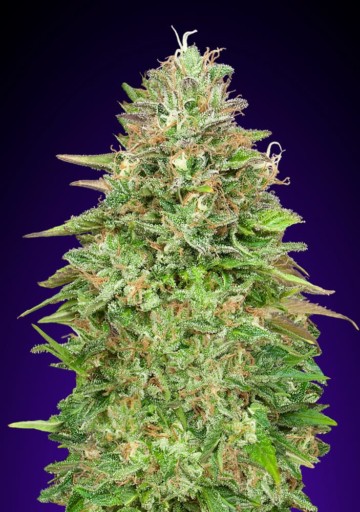 Critical Poison Fast - 00 Seeds