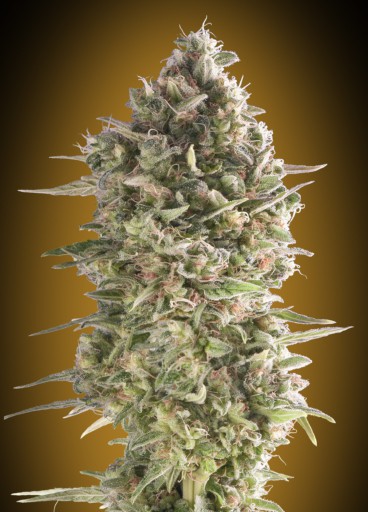 Do-Si-Dos Cookies - 00 Seeds