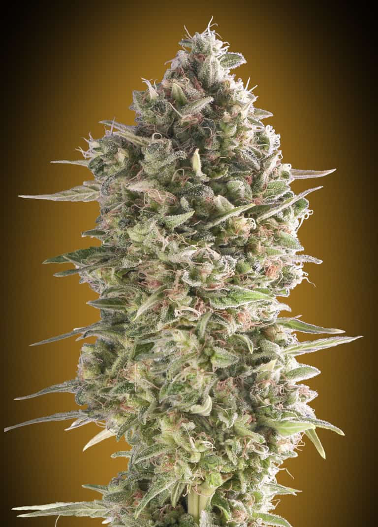 Do-Si-Dos Cookies - 00 Seeds