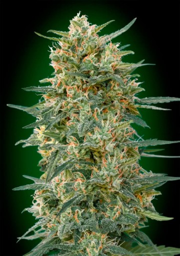 Gorilla Fast - 00 Seeds