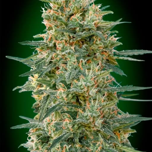 Gorilla Fast - 00 Seeds