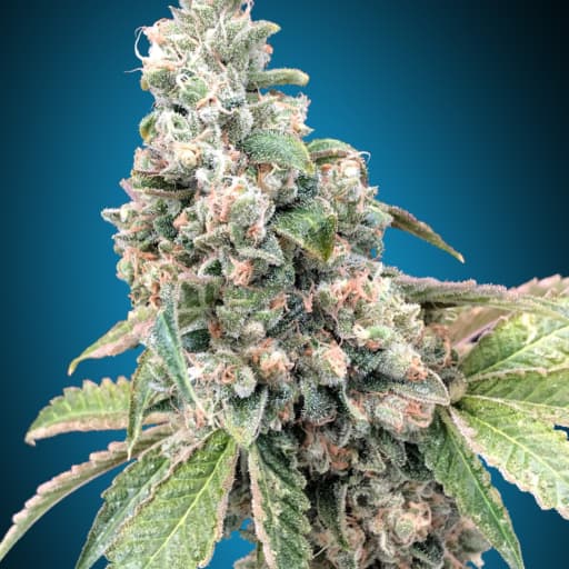 Harlequin CBD - 00 Seeds