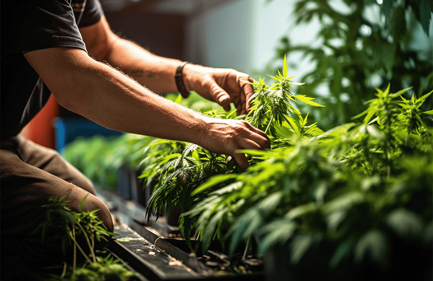 How to Make Feminised Cannabis Seeds